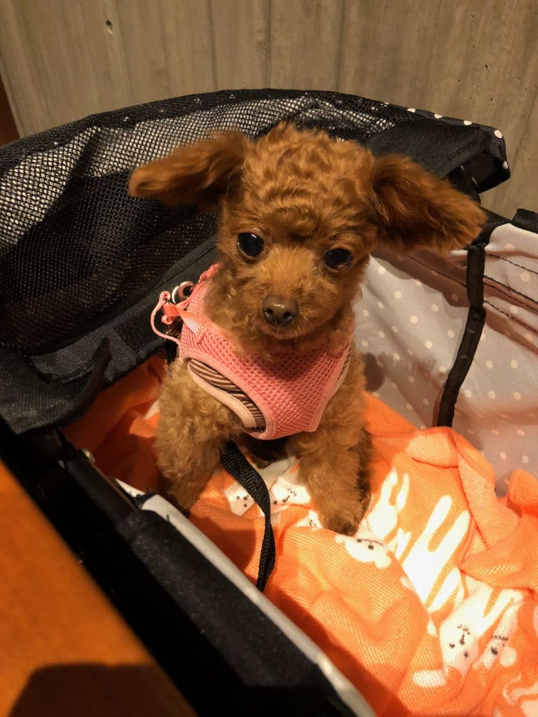 くるみ | レジーナリゾート旧軽井沢