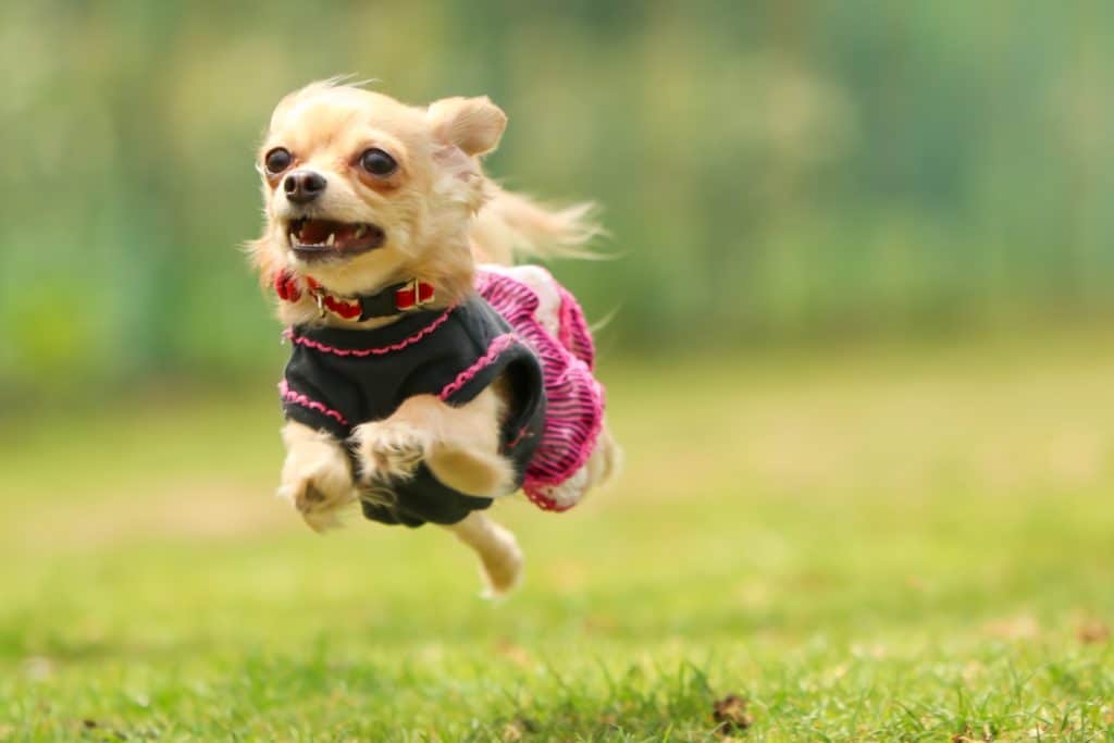 犬 | 関内・伊勢佐木町