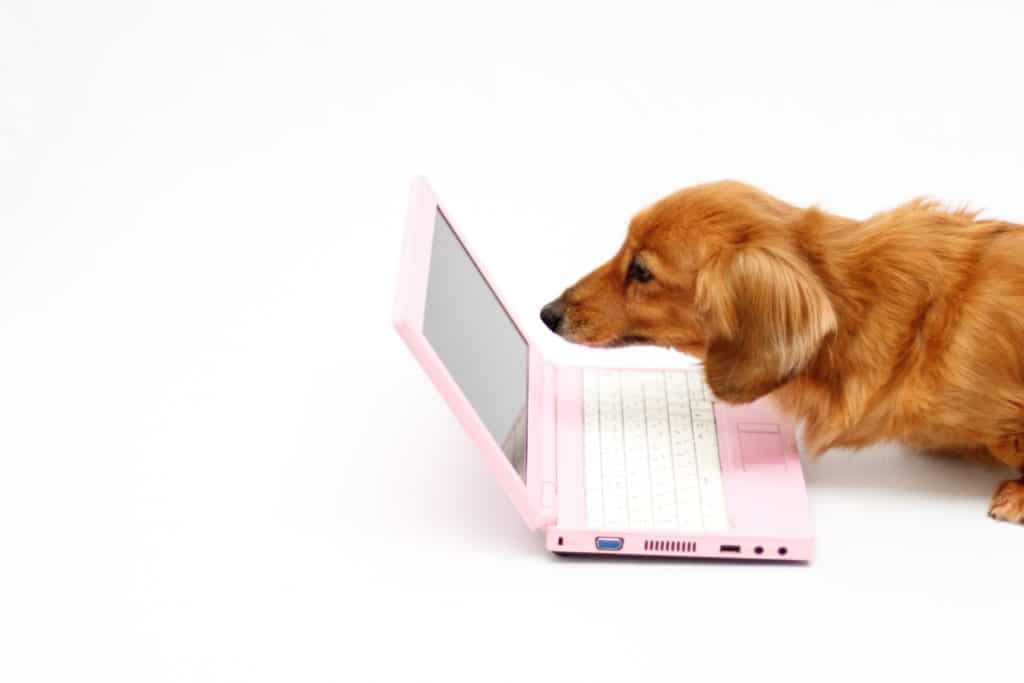 犬 | 鶯谷・入谷