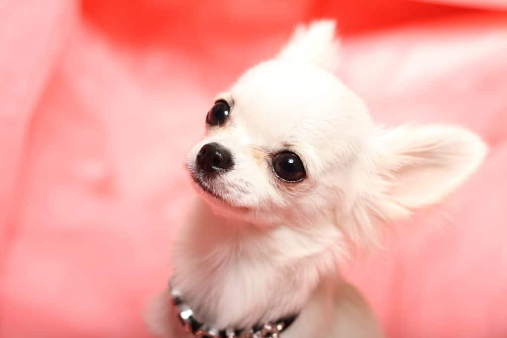 犬 | 沼部〜矢口渡（多摩川線）