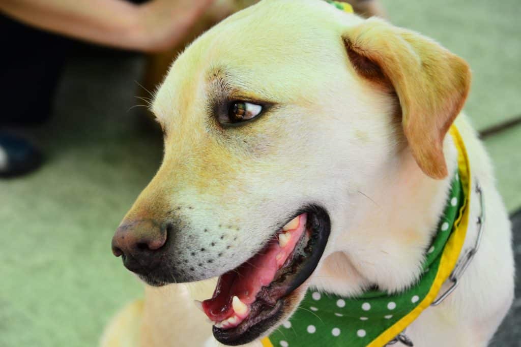 犬 | 保土ヶ谷・天王町・星川