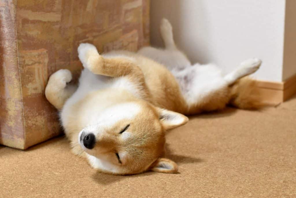 犬 | いずみ野線・中田周辺