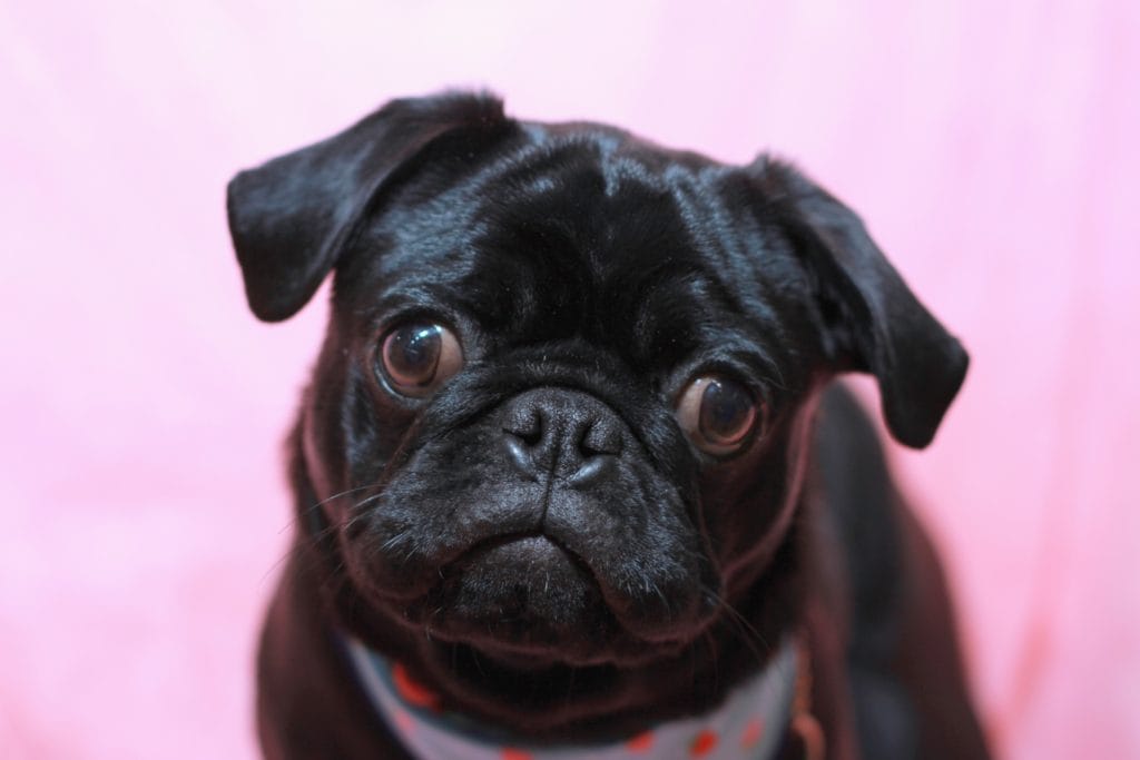 犬 | 洋光台・港南台・本郷台