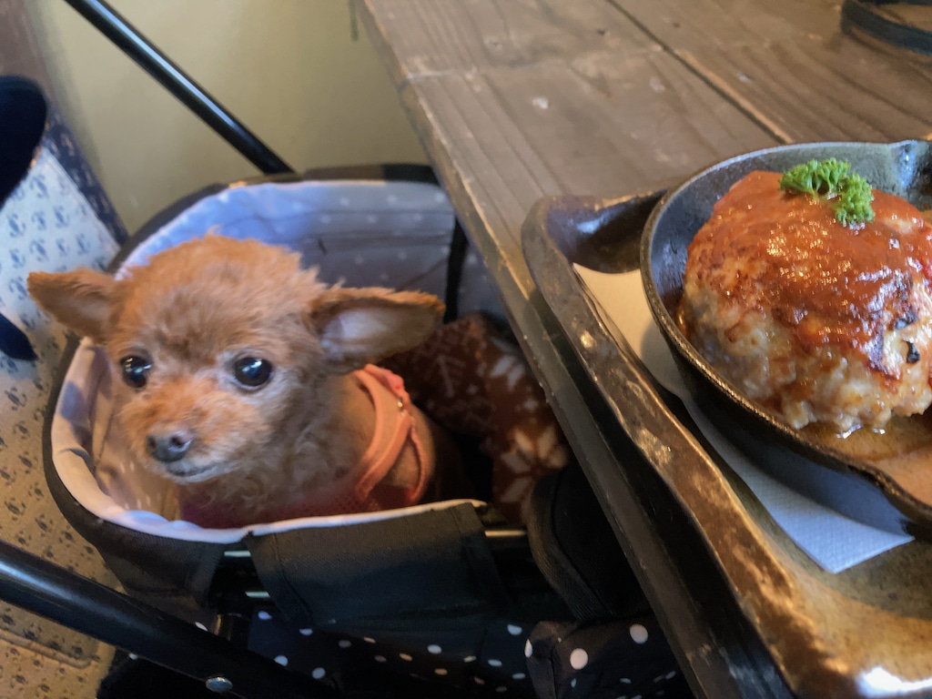 奥多摩町 東京都 のテラス席ペット可のレストラン 森の中のお肉レストラン アースガーデン ペトカレス