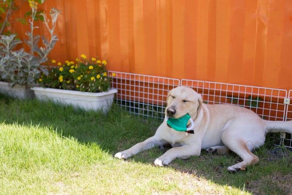 犬 | 大磯・二宮