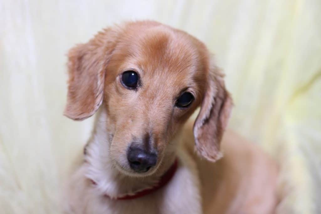 犬 | 高津区（溝の口周辺）