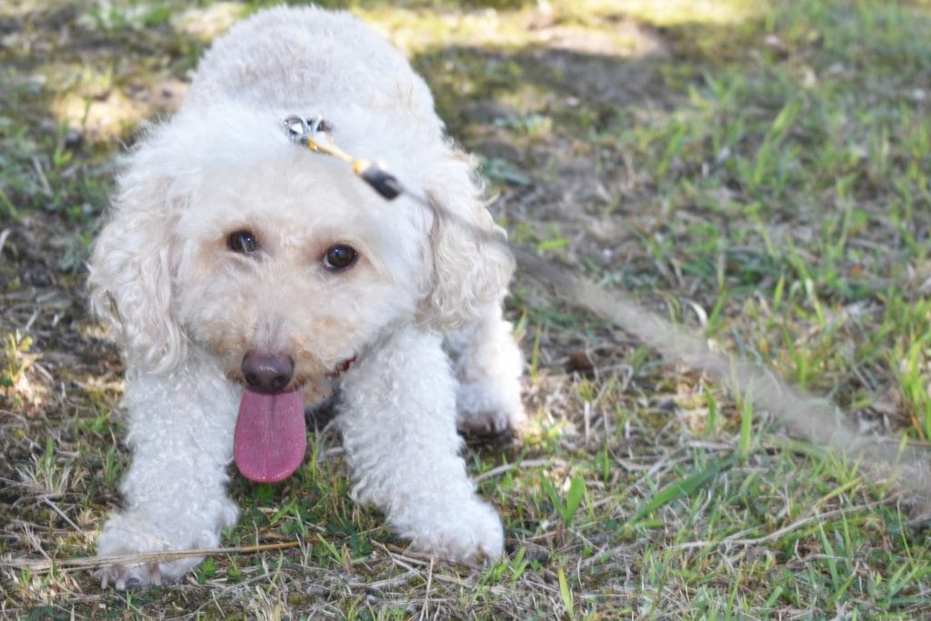 犬 | 長瀞・皆野周辺