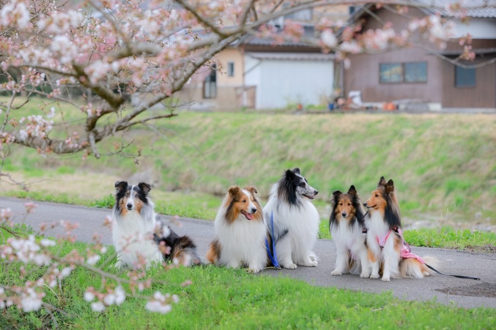 犬 | 矢板・喜連川