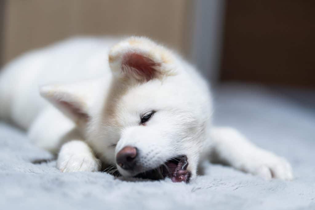 犬 | 桐生・みどり