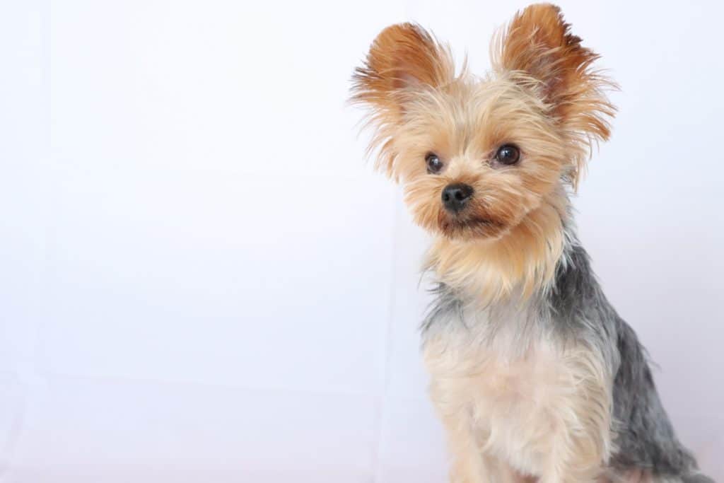 犬 | 守口・門真