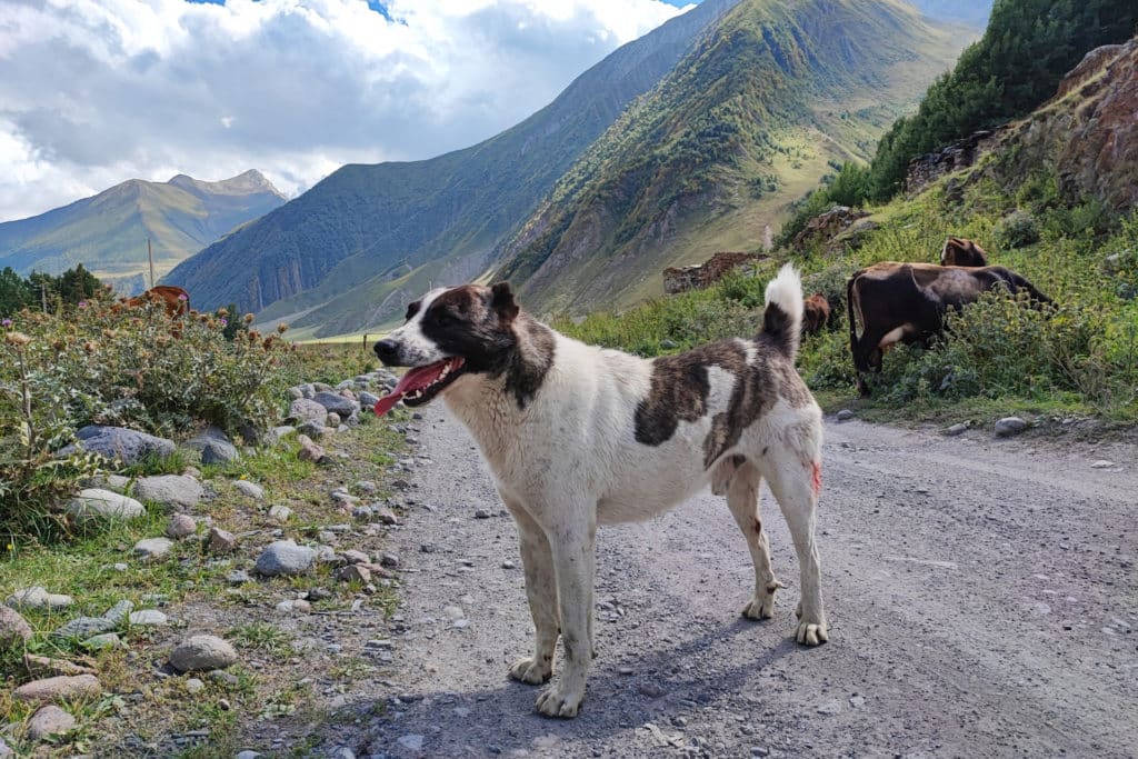 犬 | 磐梯山・磐梯高原