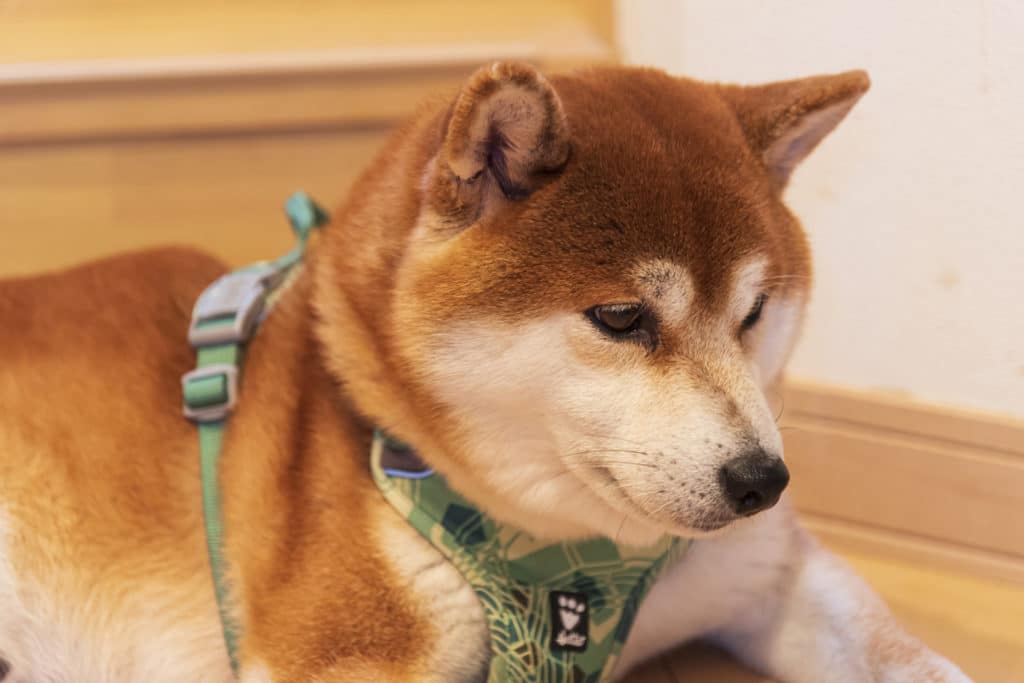 犬 | 名古屋市北部
