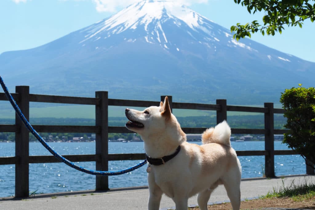 犬 | 山中湖・忍野