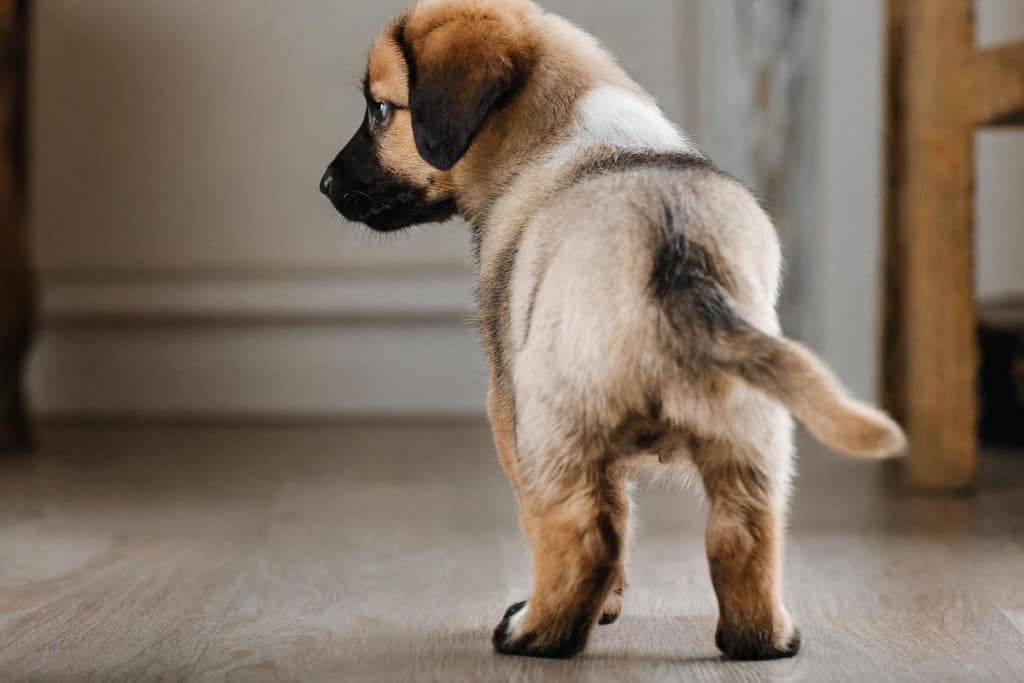 しっぽを下げている子犬