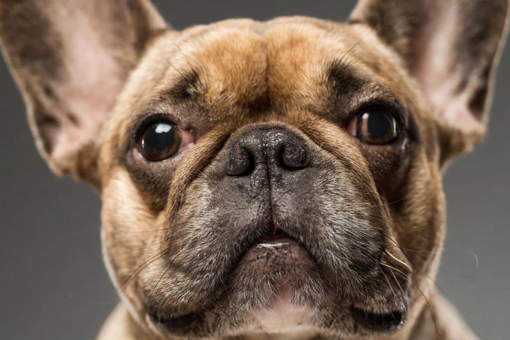 フレンチブルドッグの鼻のアップ