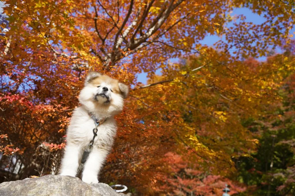 犬 | 阿南・日和佐