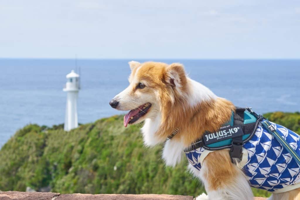 犬 | 四万十川流域・足摺岬