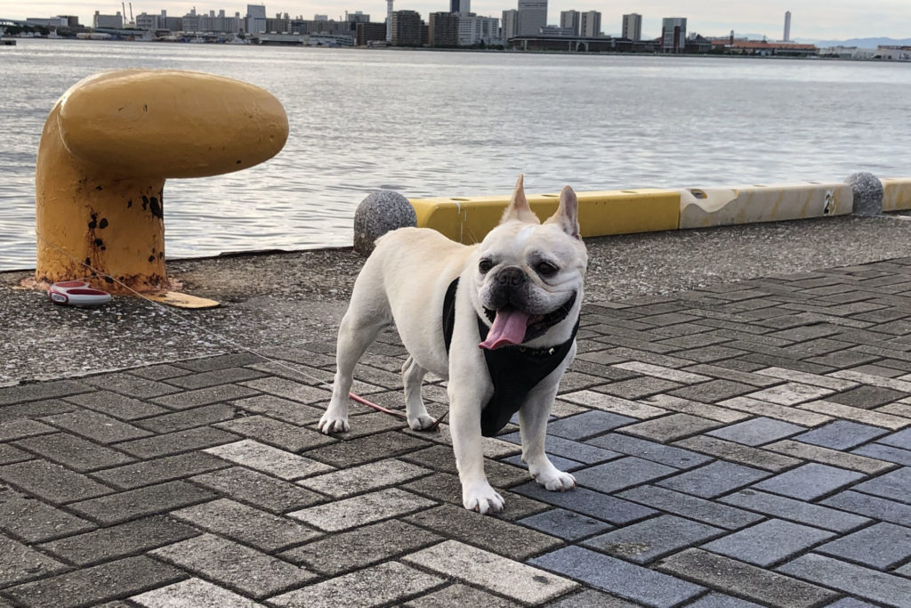 犬 | 北野・新神戸・灘周辺