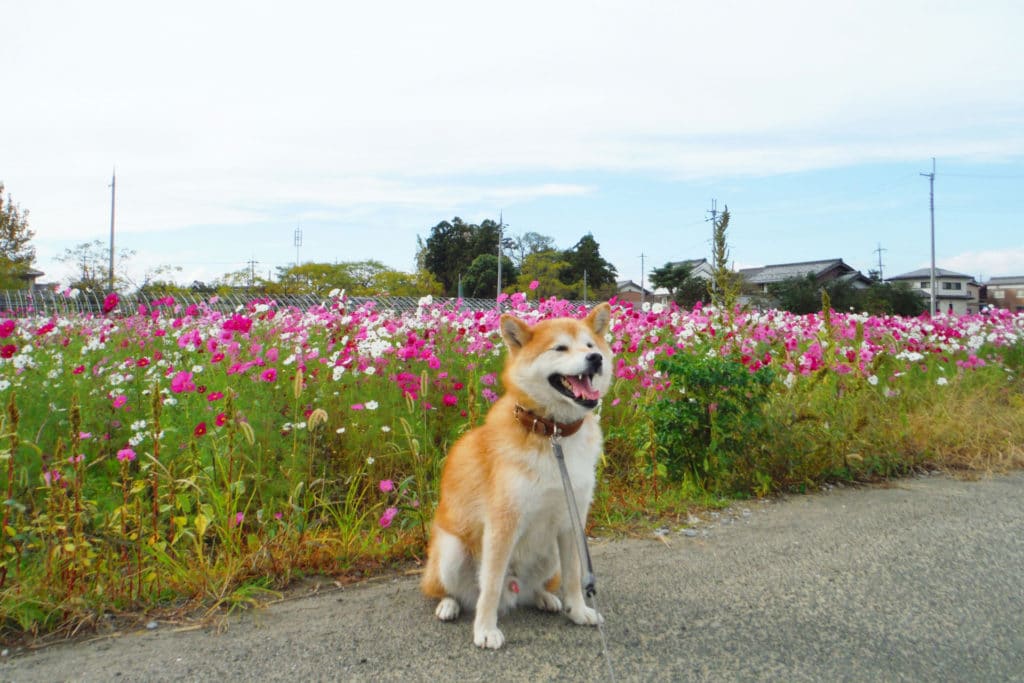犬 | 近江八幡・安土・能登川