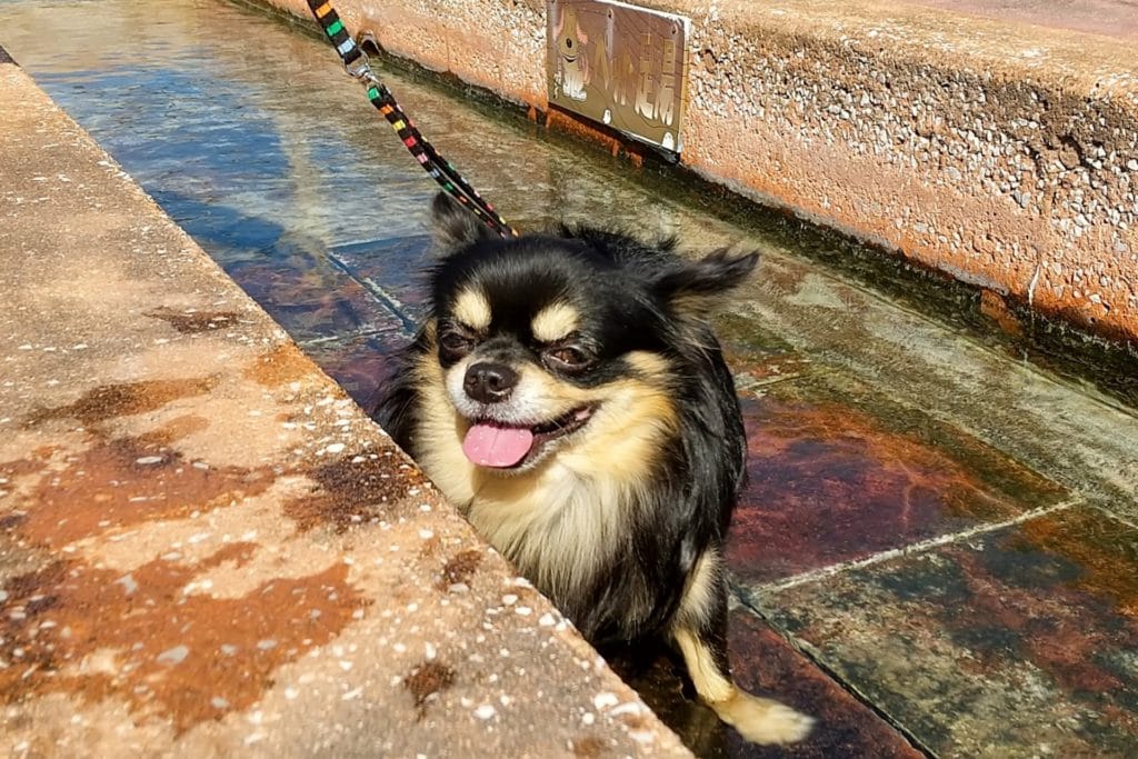 犬 | 雲仙・島原