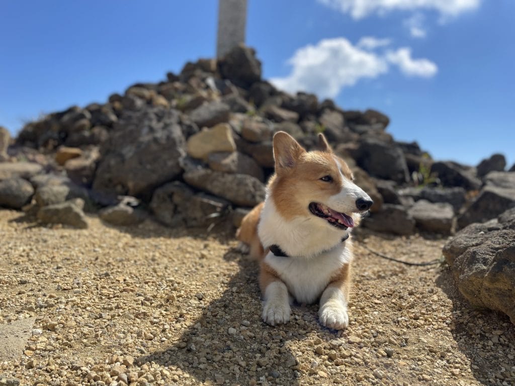 犬 | 蔵王・川崎・柴田