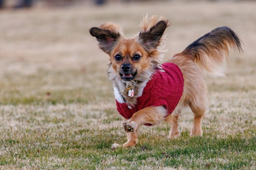 犬 | 宗像・福津