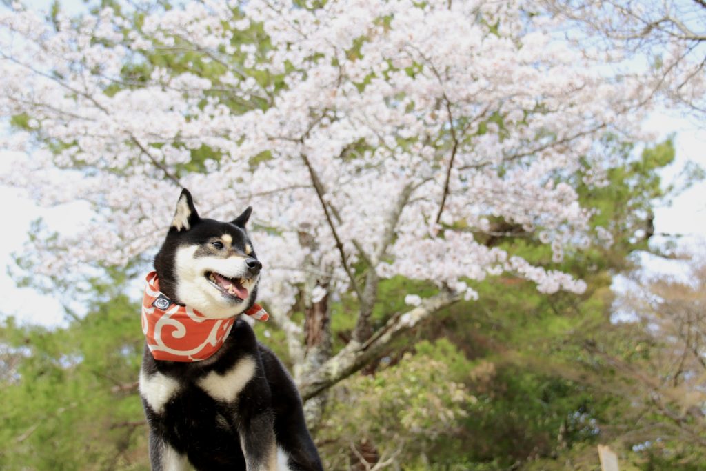 犬 | 嵯峨・嵐山