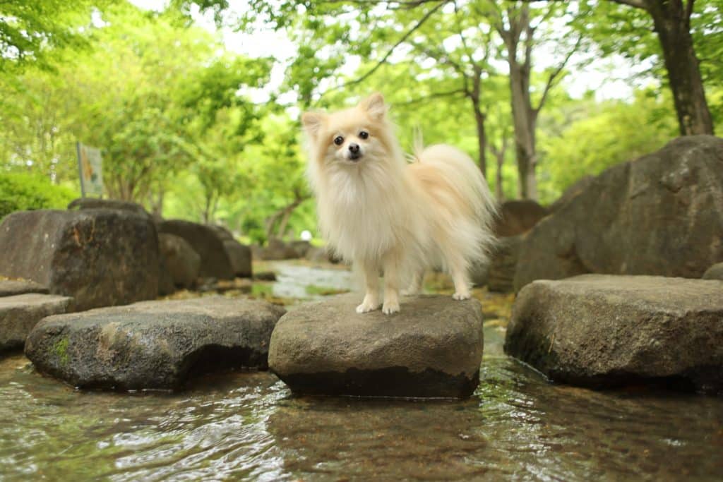 犬 | 柳川・大川周辺