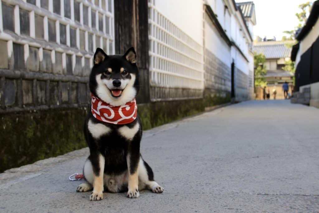 犬 | 東広島市
