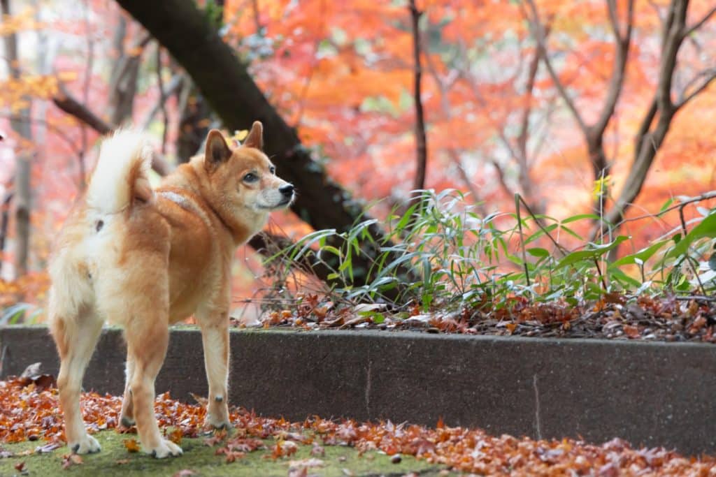 犬 | 小国・黒川温泉