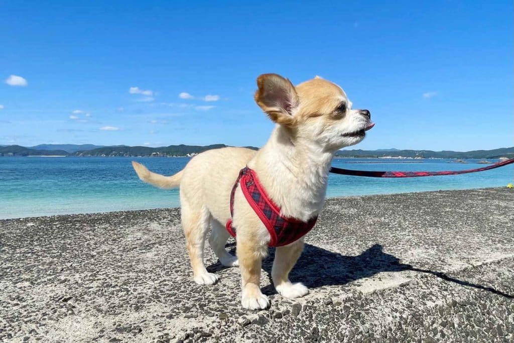 犬 | 沖縄市