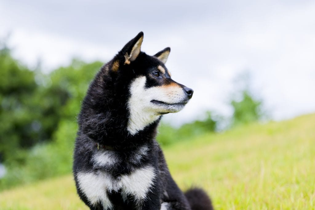 犬 | 新庄・最上