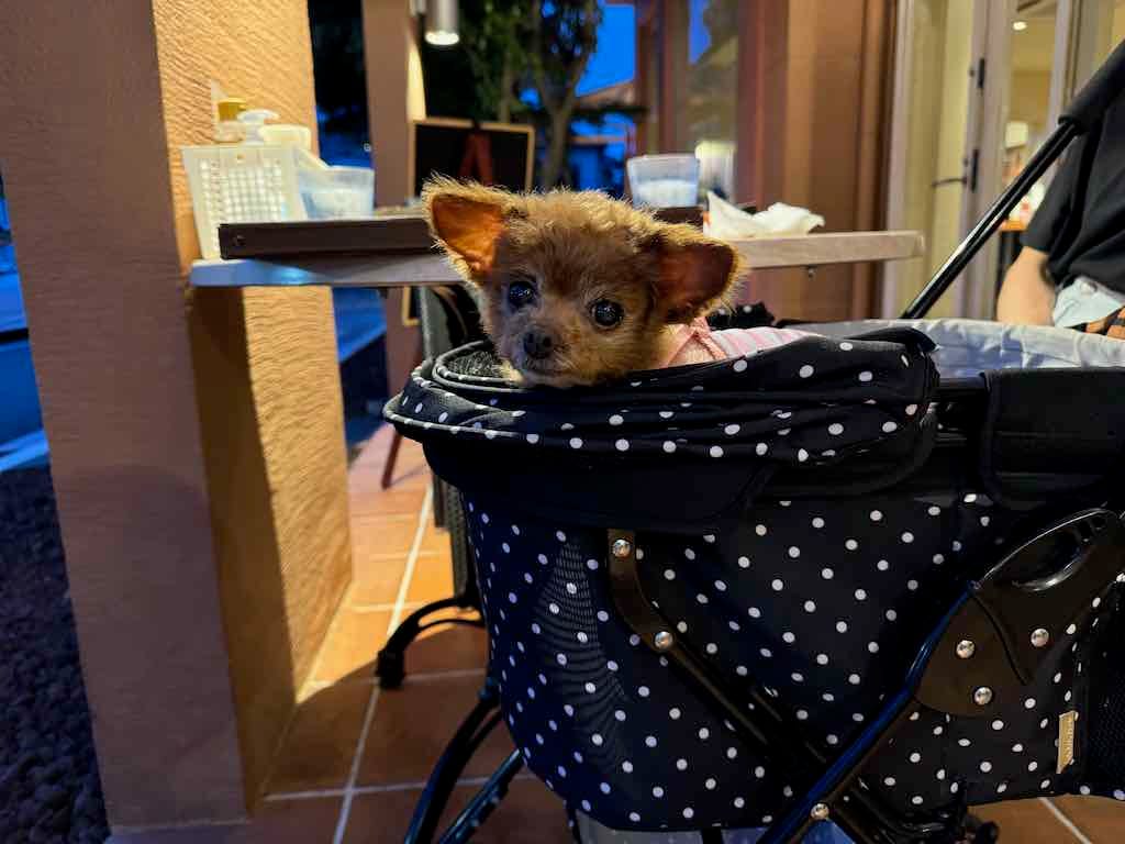 くるみ | ピエトロ 国立店