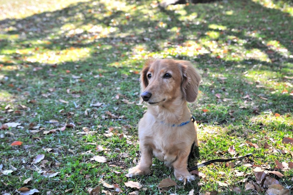 犬 | 大崎(古川・鳴子)
