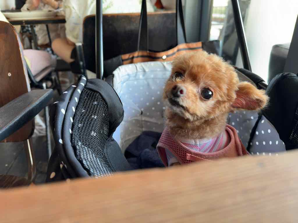 くるみ | ダブルドアーズ 七里ヶ浜店