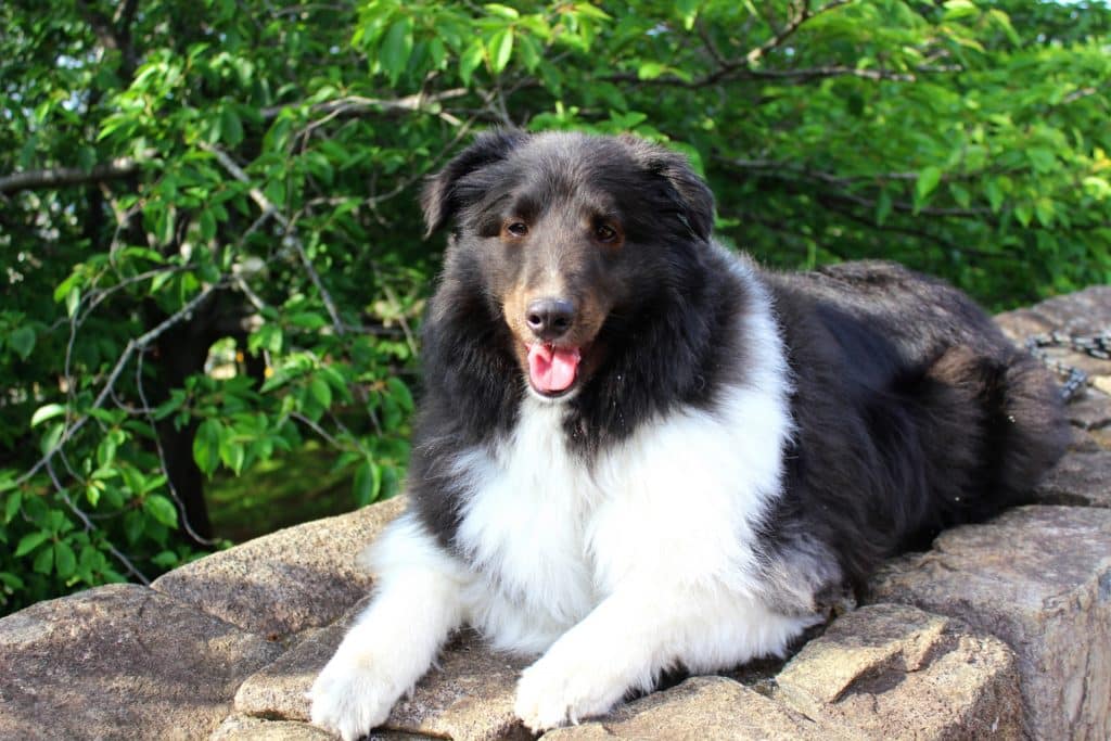 犬 | 鹿島・水郷周辺