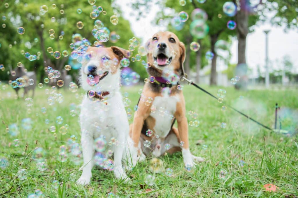 犬 | 山口・防府