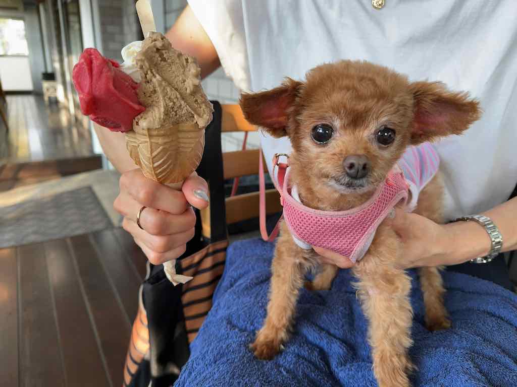 くるみ | ダ ルチアーノ