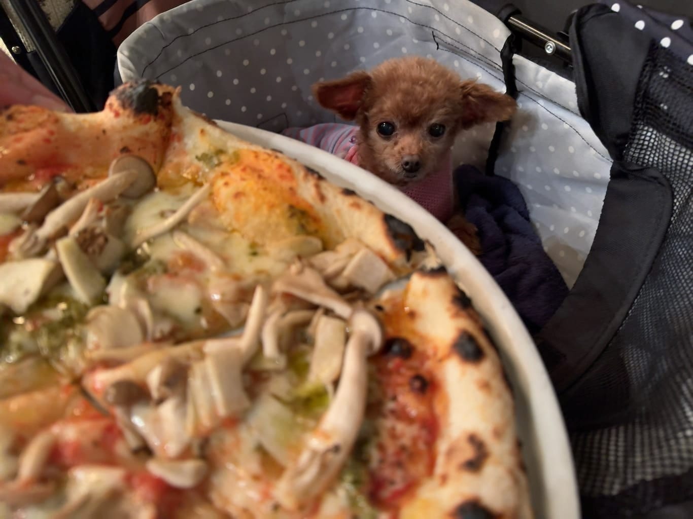 くるみ | デモデヘブン 福生店