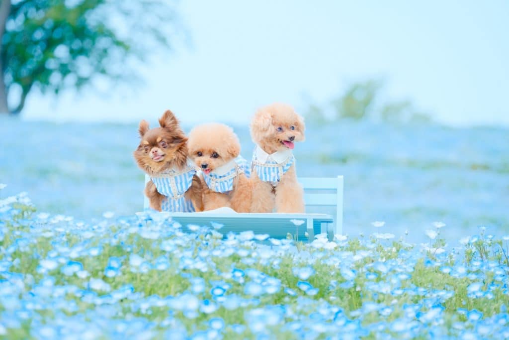 犬 | 福岡市東区