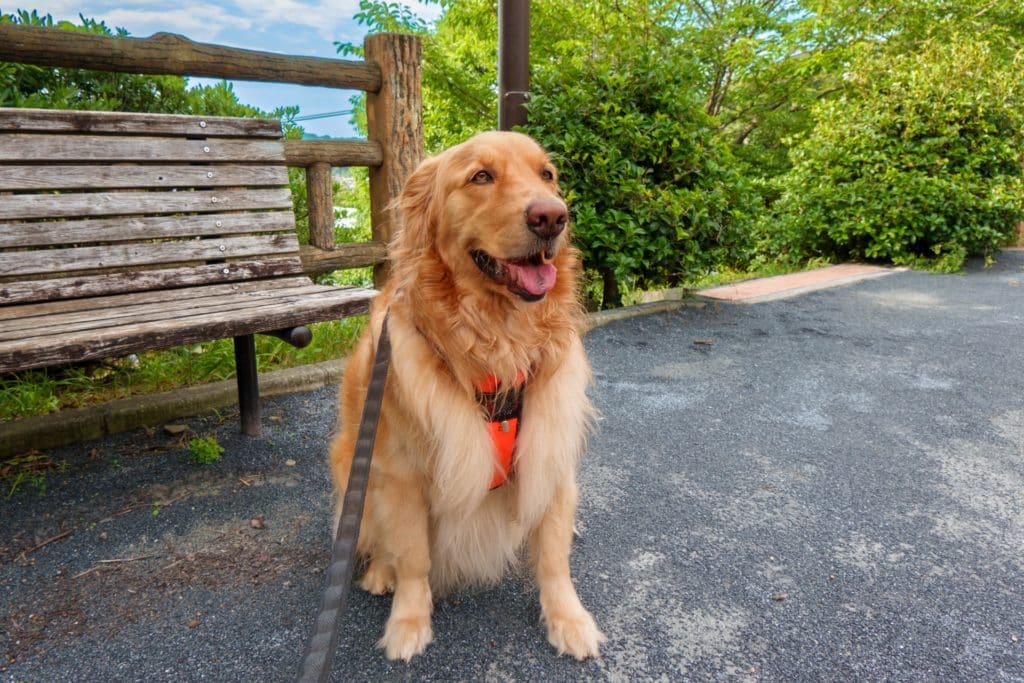 犬 | 伏見・丸の内