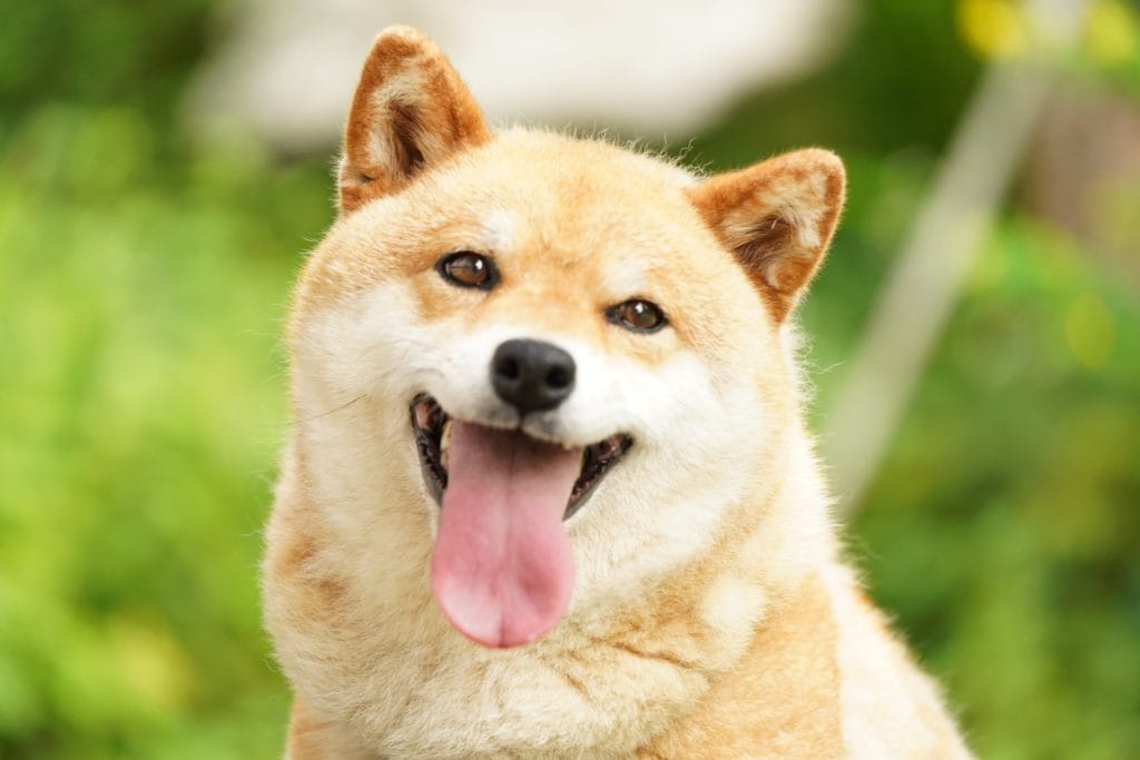 犬 | 芸北・三段峡