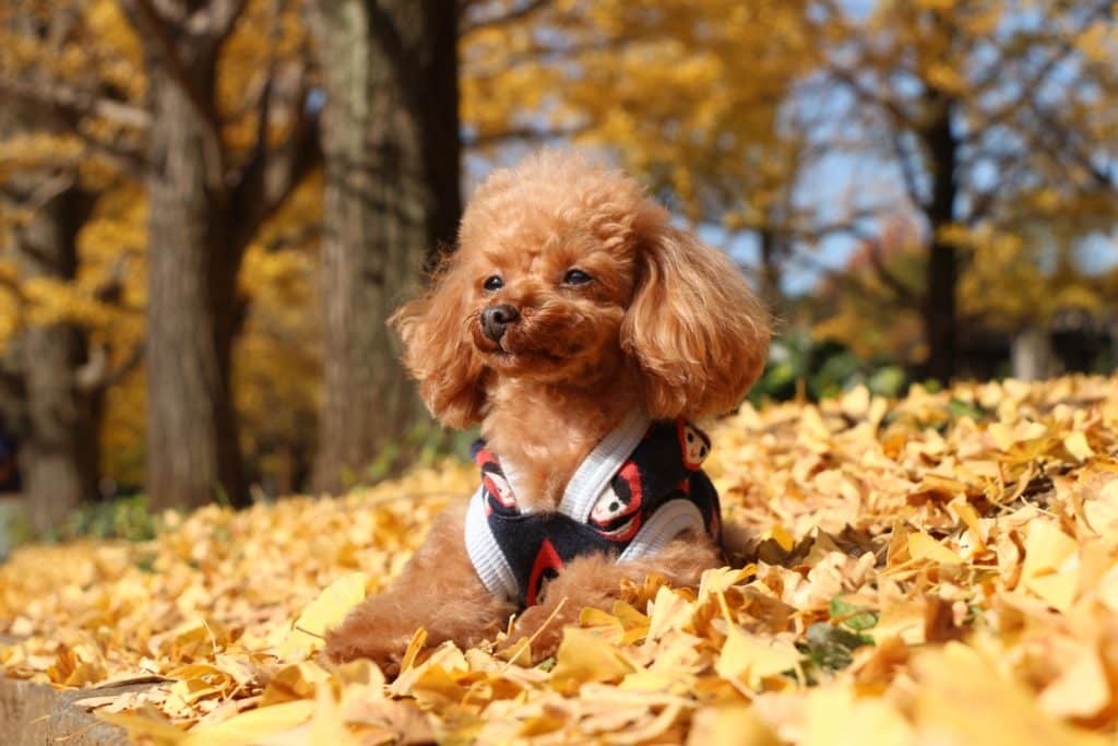 犬 | 札幌市北区