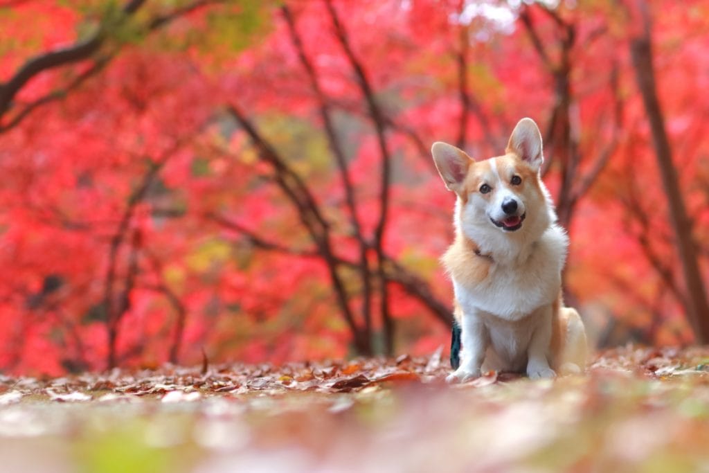 犬 | 東福寺周辺