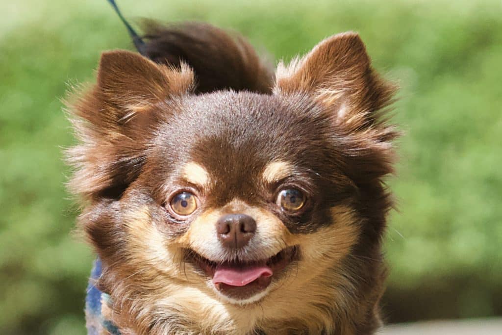 犬 | 北九州市戸畑区