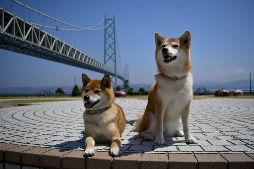 犬 | 長田区・須磨区・垂水区