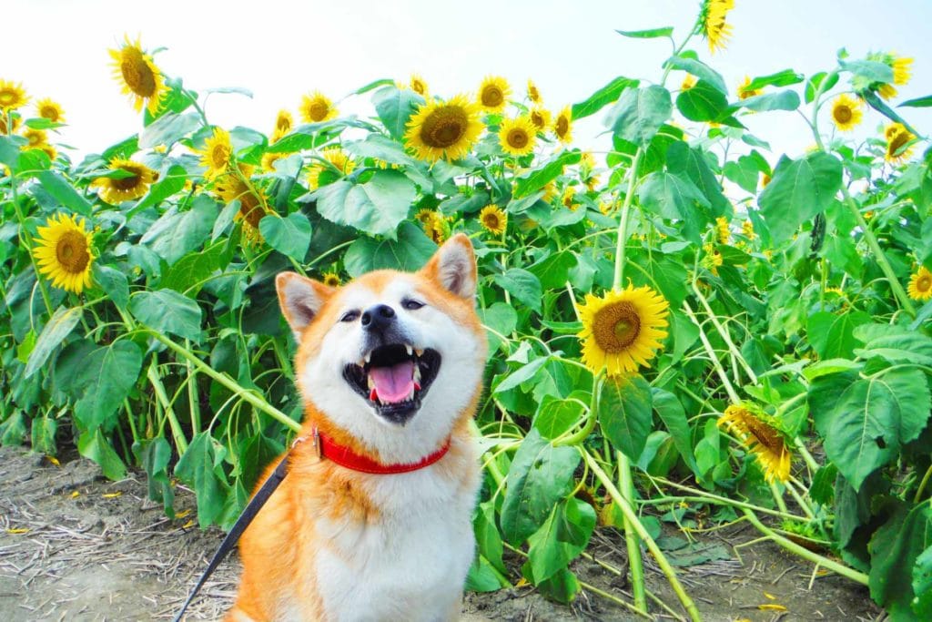 犬 | 大垣・関ヶ原