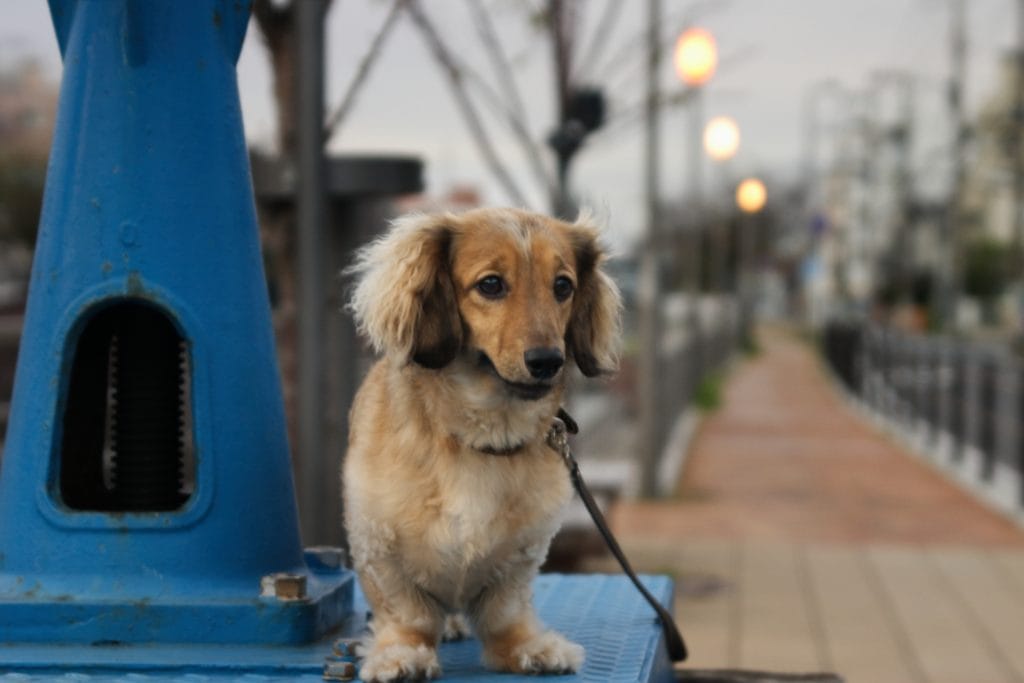犬 | 北品川・新馬場