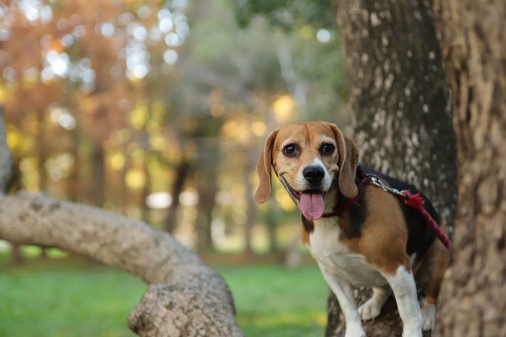 犬 | 札幌市白石区