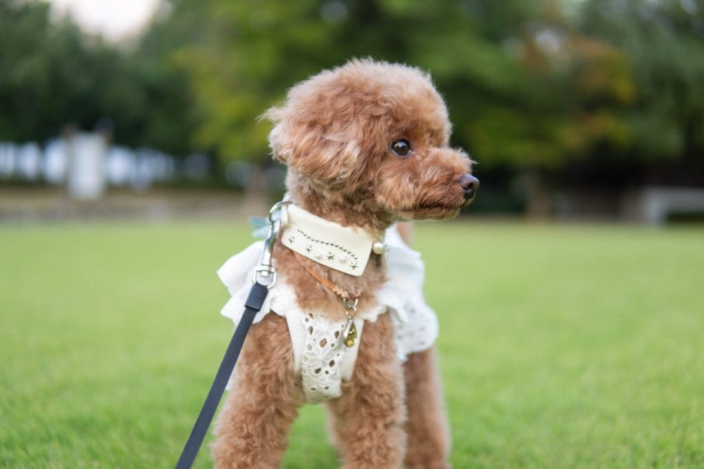 犬 | 残波岬・読谷・北谷